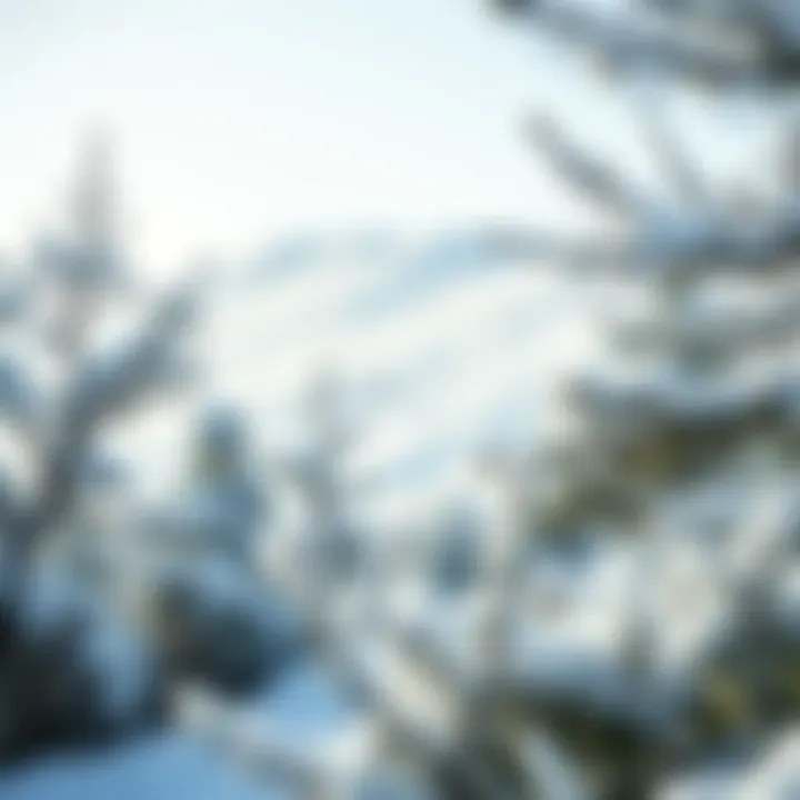 Exploring Winter in the UAE: A Detailed Overview for 2023 Summary